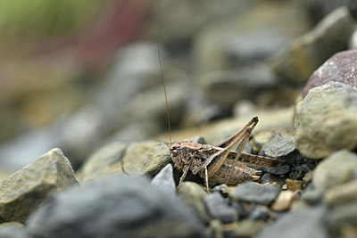 BUITEN BEELD Foto: 344928