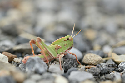 BUITEN BEELD Foto: 344933