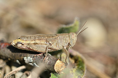 BUITEN BEELD Foto: 344942