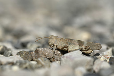 BUITEN BEELD Foto: 344943