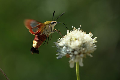 BUITEN BEELD Foto: 344947