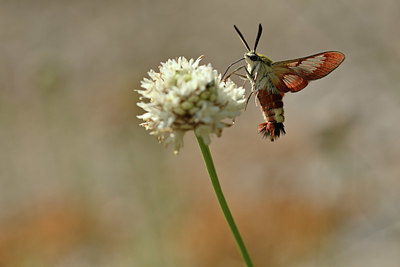 BUITEN BEELD Foto: 344950