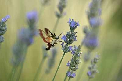 BUITEN BEELD Foto: 344962