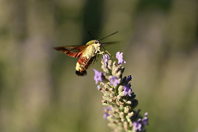 BUITEN BEELD Foto: 344963