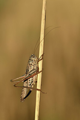 BUITEN BEELD Foto: 344969