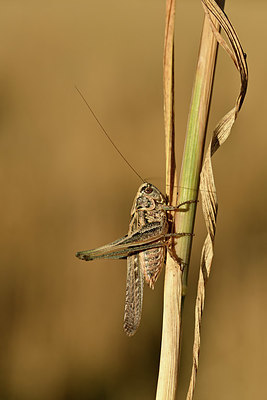 BUITEN BEELD Foto: 344972