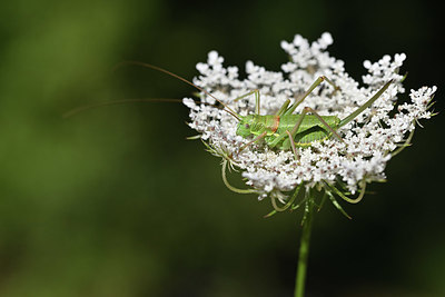 BUITEN BEELD Foto: 344974