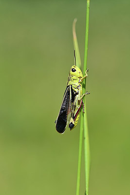 BUITEN BEELD Foto: 344975