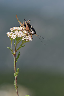 BUITEN BEELD Foto: 344984