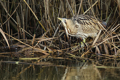 BUITEN BEELD Foto: 344994