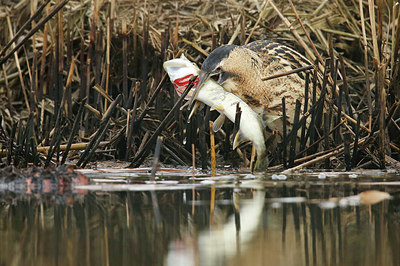 BUITEN BEELD Foto: 344995