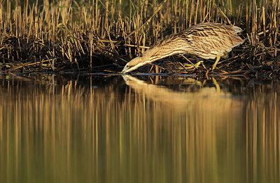 BUITEN BEELD Foto: 344997