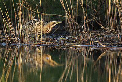 BUITEN BEELD Foto: 344998