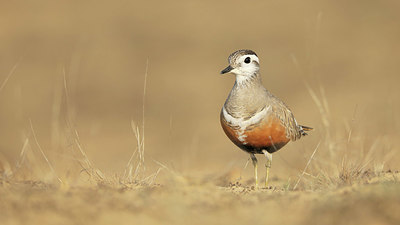 BUITEN BEELD Foto: 345027