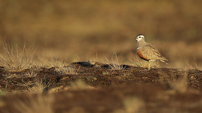 BUITEN BEELD Foto: 345032