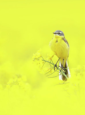 BUITEN BEELD Foto: 345037