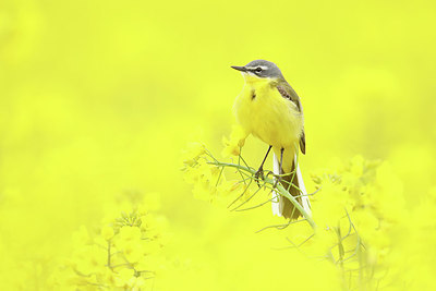 BUITEN BEELD Foto: 345040