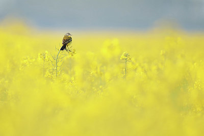 BUITEN BEELD Foto: 345044