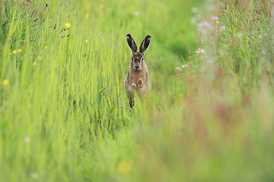 BUITEN BEELD Foto: 345047