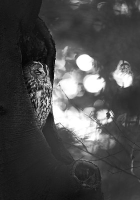 BUITEN BEELD Foto: 345064