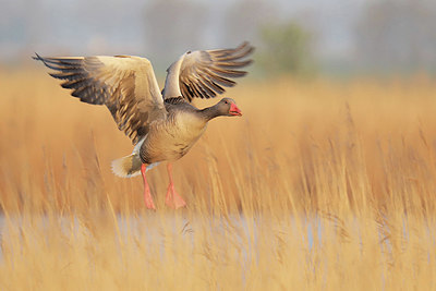 BUITEN BEELD Foto: 345083