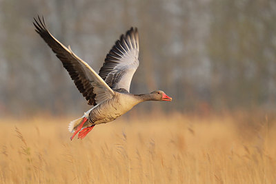 BUITEN BEELD Foto: 345084