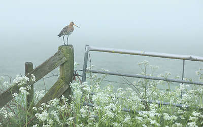 BUITEN BEELD Foto: 345086