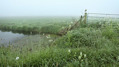 BUITEN BEELD Foto: 345090