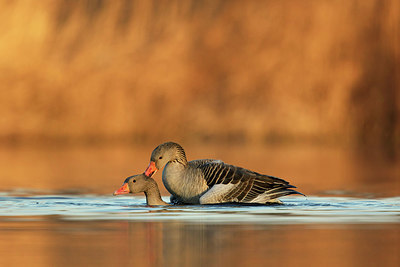 BUITEN BEELD Foto: 345163