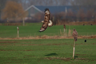 BUITEN BEELD Foto: 345170