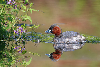 BUITEN BEELD Foto: 345173