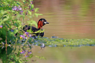 BUITEN BEELD Foto: 345174