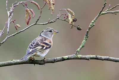 BUITEN BEELD Foto: 345182