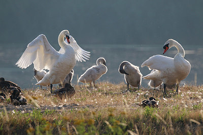BUITEN BEELD Foto: 345185