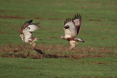 BUITEN BEELD Foto: 345188