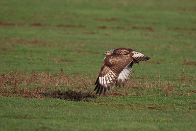 BUITEN BEELD Foto: 345190