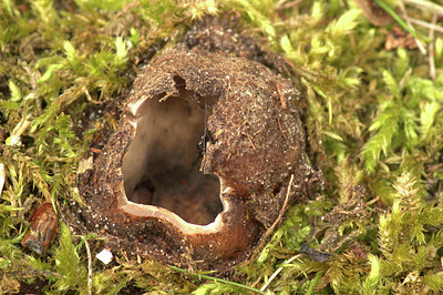 BUITEN BEELD Foto: 345197