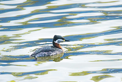 BUITEN BEELD Foto: 345207