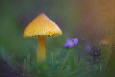 BUITEN BEELD Foto: 345211