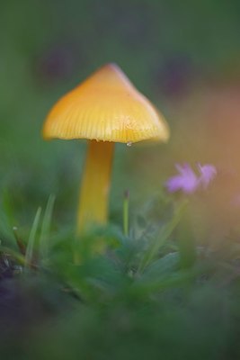 BUITEN BEELD Foto: 345214