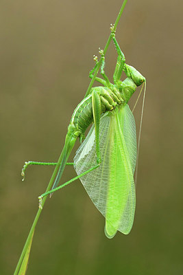 BUITEN BEELD Foto: 345220