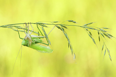 BUITEN BEELD Foto: 345222