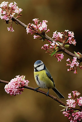 BUITEN BEELD Foto: 345232