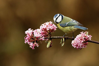 BUITEN BEELD Foto: 345235