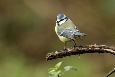 BUITEN BEELD Foto: 345238