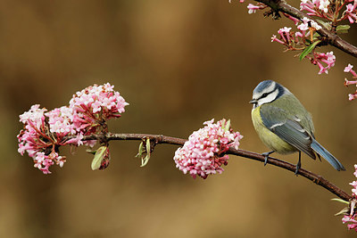 BUITEN BEELD Foto: 345239