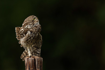 BUITEN BEELD Foto: 345240