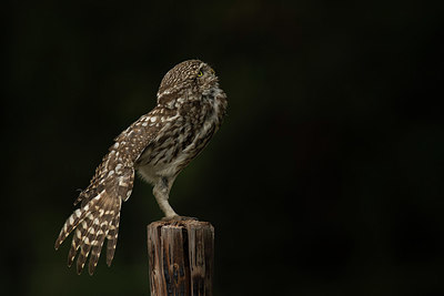 BUITEN BEELD Foto: 345241
