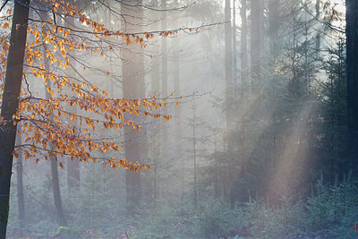 BUITEN BEELD Foto: 345253
