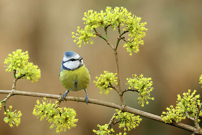BUITEN BEELD Foto: 345283